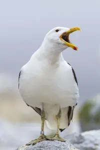 Sully Seagull