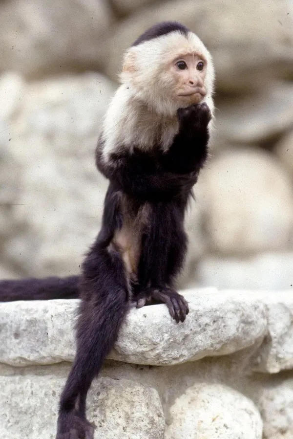Binx the Monkey