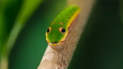 The Art of Deception