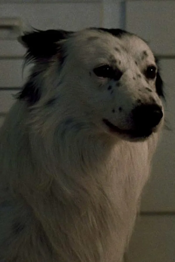 Jake