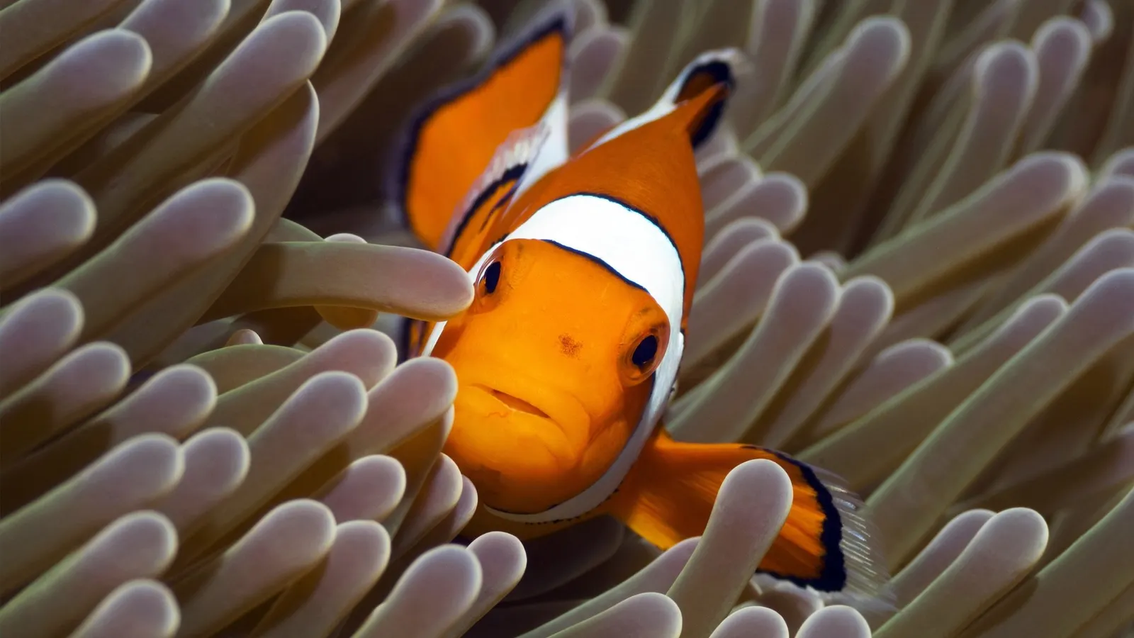 Голубая планета