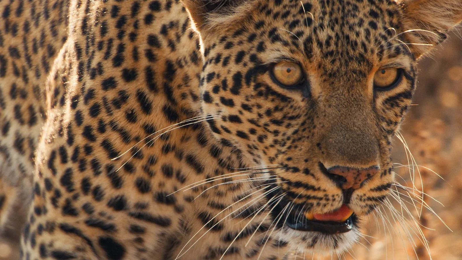 Млекопитающие