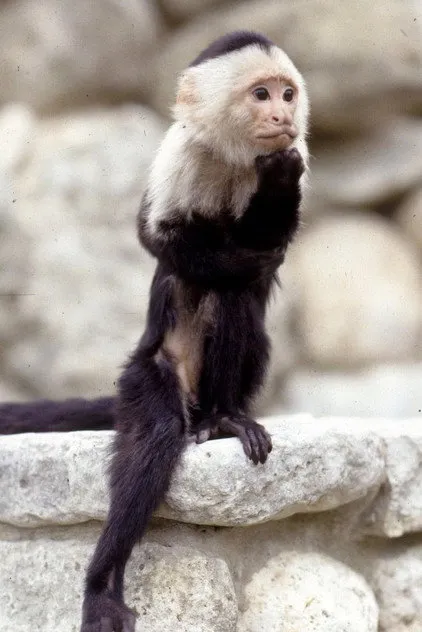 Binx the Monkey