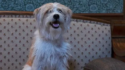 Mind Your Own Buboes