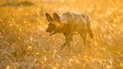 Living with Predators (Conservation)